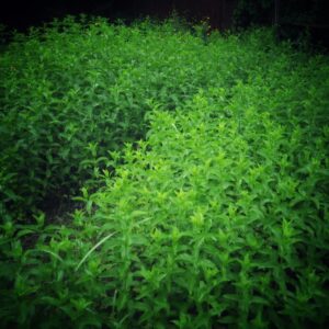 Hydrolat de Menthe Verte du jardin