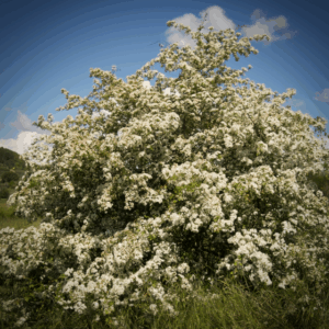 Eau florale d'Aubépine Sauvage