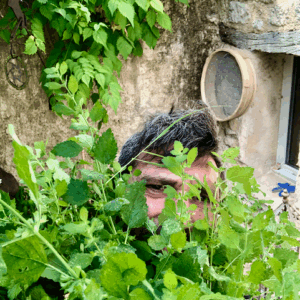 Hydrolat de Mélisse du jardin