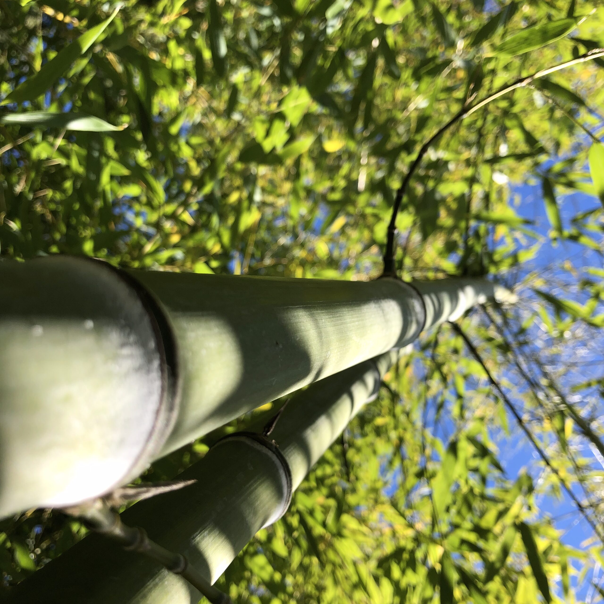 des bambous vu de dessous