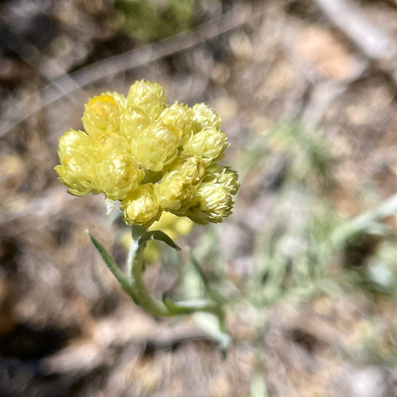 Eau florale d'Immortelle de Provence – Image 3