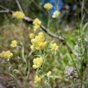 Eau florale d'Immortelle de Provence