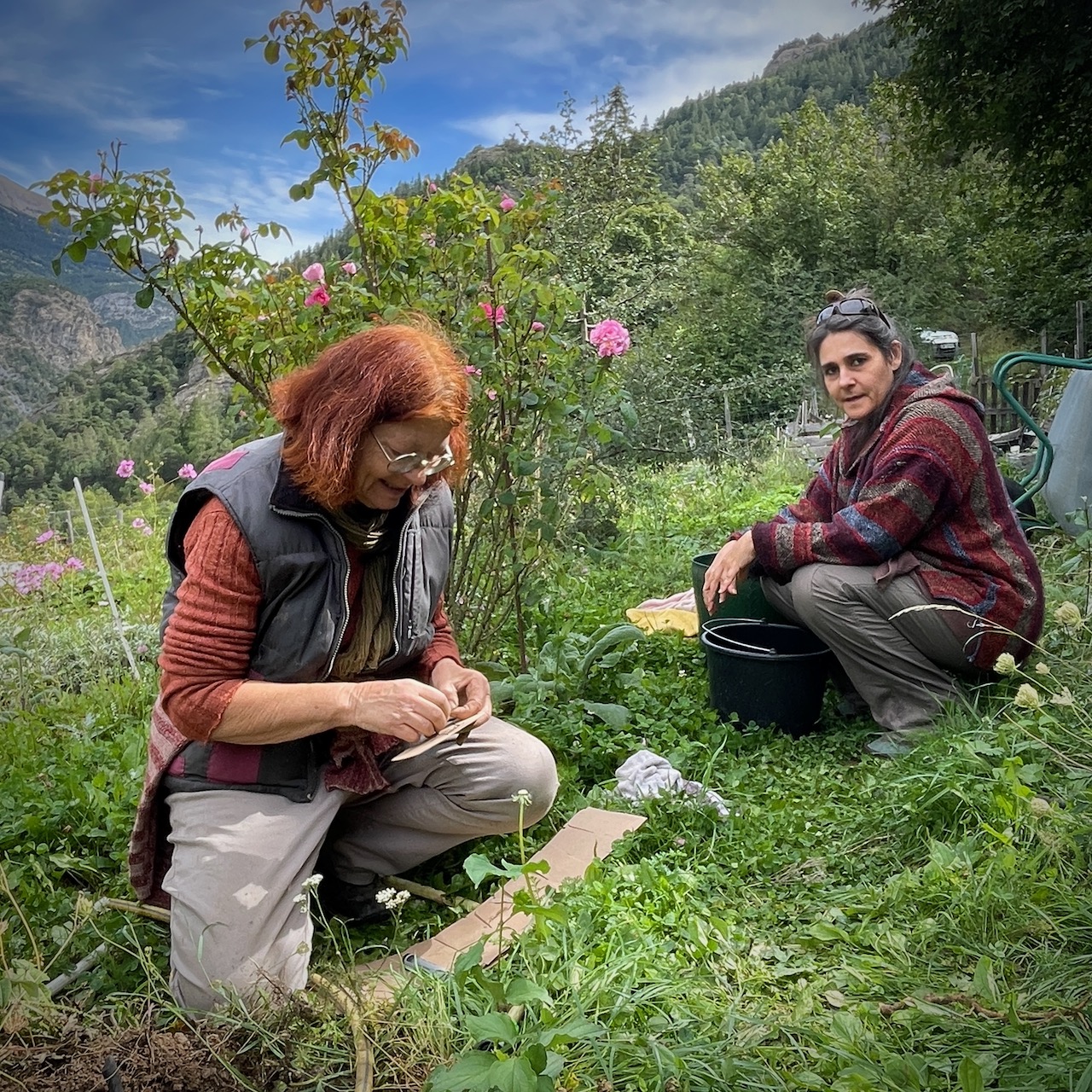 Photo d'Isabelle et Alex dans le jardin de Méolans-Revel. Isabelle prépare une étiquette avec le nom de la variété du rosier