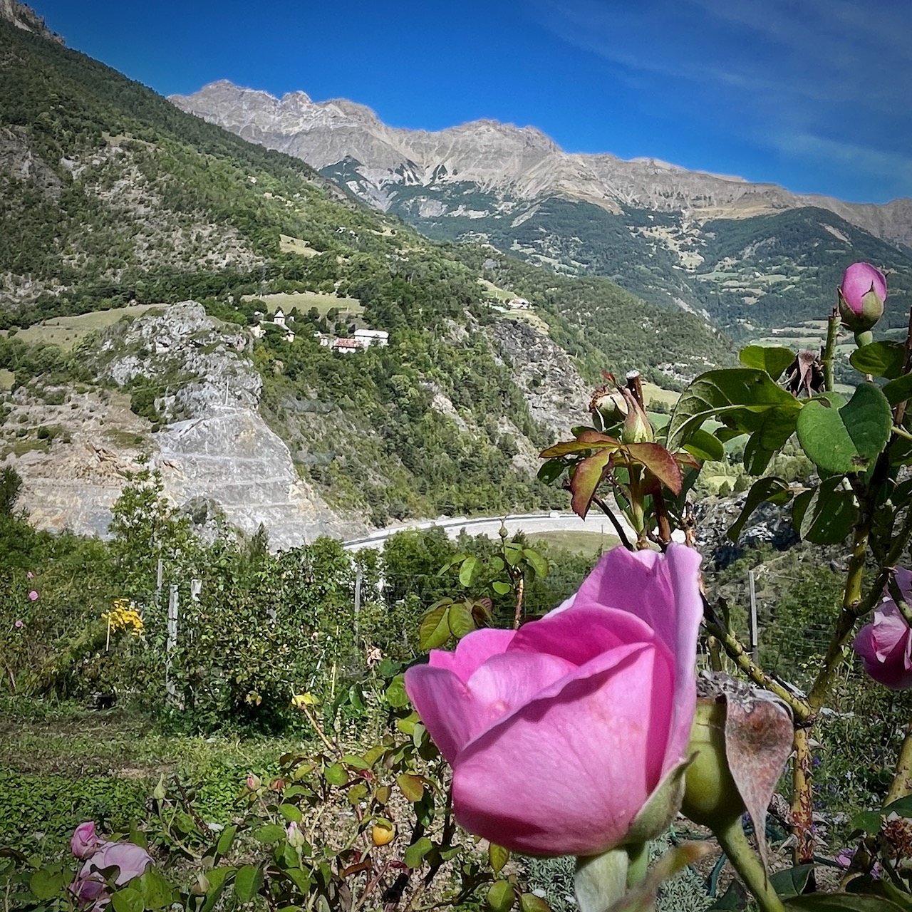 Une rose pose fièrement devant le versant adret de la vallée de l'baye.