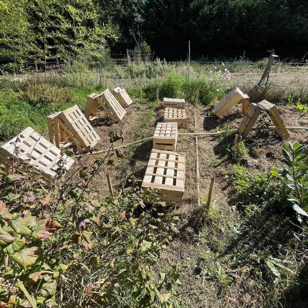 un alignement de cagettes sur de la paille